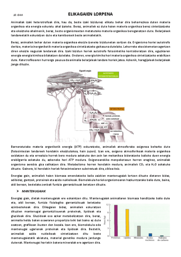 10.-Elikagaien-lorpena.pdf