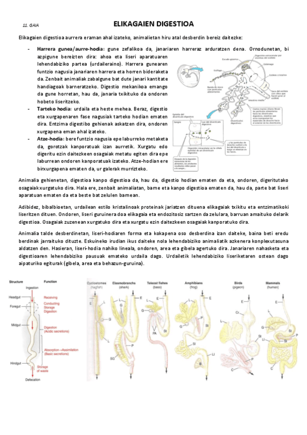 11.-Elikagaien-digestioa.pdf