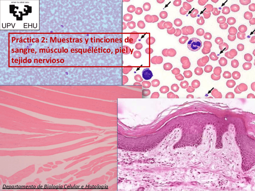 Practica-2-Sangre-Musculo-Piel-nervioso.pptx.pdf