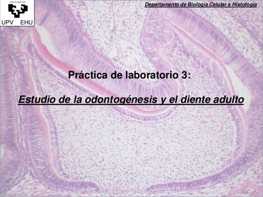 Practica-3-Odontogenesis-1.pdf