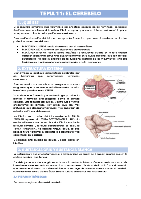 TEMA-11.-EL-CEREBELO.pdf
