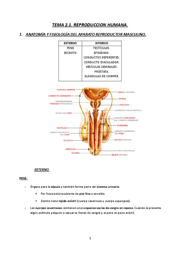 TEMA-2.1.-MATERNAL-23-24-REPRODUCCION-HUMANA.pdf