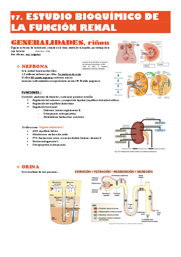 T7-bioq-clinica-Funcion-RENAL.pdf