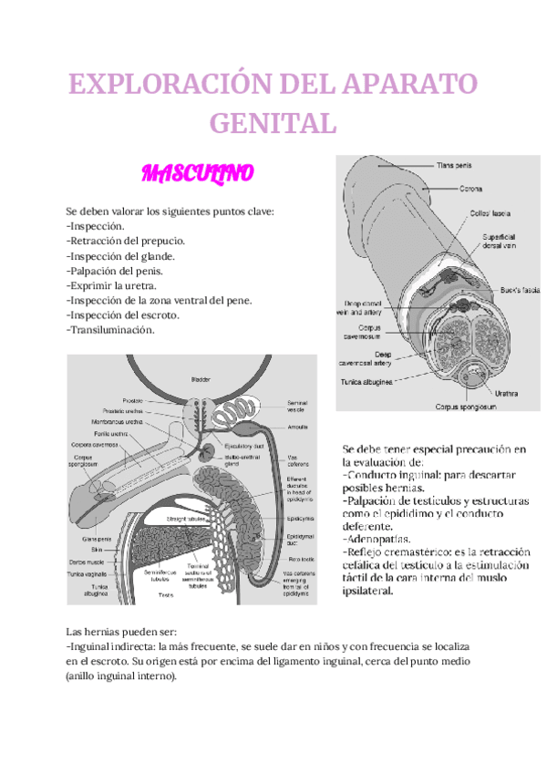 EXPLORACION-GENITOURINARIA.pdf
