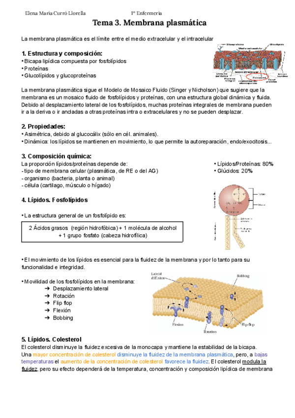 Tema-3.-Membrana-plasmatica-APUNTES-ELENA-CURRO.pdf