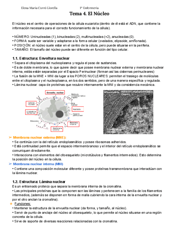 Tema-4.-El-Nucleo-APUNTES-ELENA-CURRO.pdf