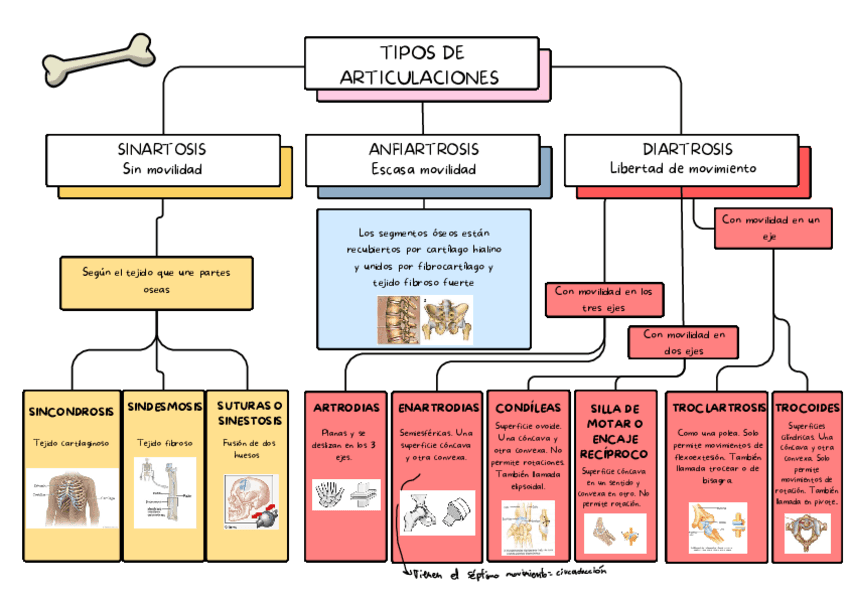 Esquema-articulaciones-kineanato.pdf