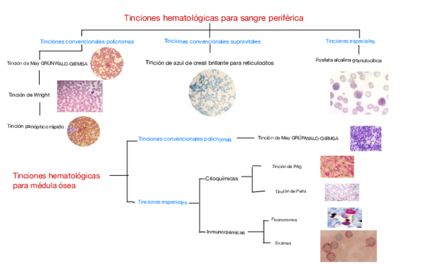 Esquema-Tinciones-tema-2.pdf