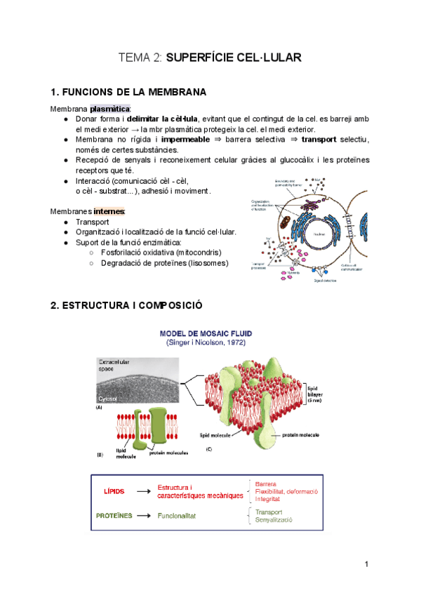 tema-2-Superficie-Cellular.pdf