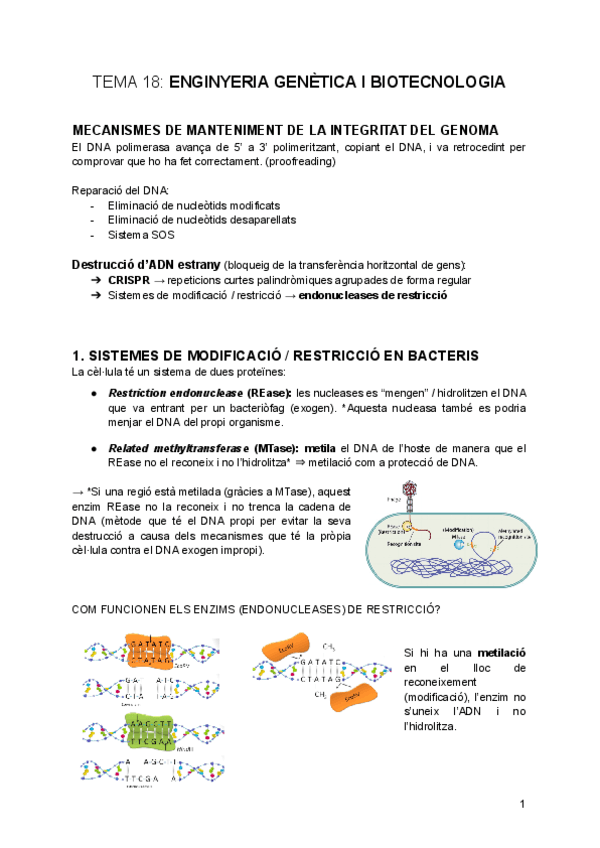 tema-18-Enginyeria-genetica-i-biotecnologia.pdf