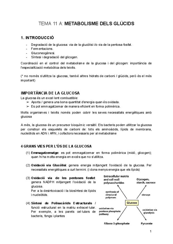 tema-11-A-Metabolisme-dels-Glucids.pdf