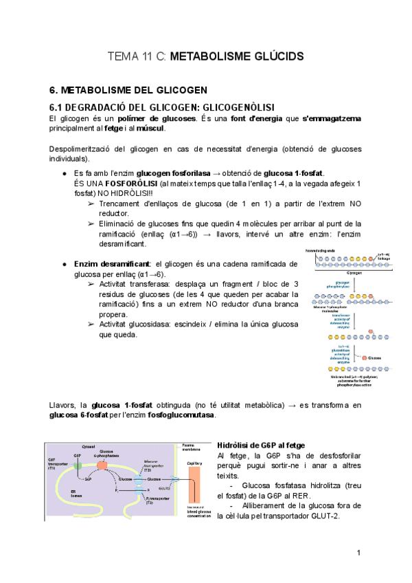 tema-11-C-Metabolisme-Glucids.pdf