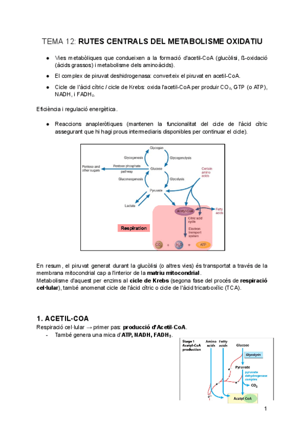 tema-12-Rutes-Centrals-del-Metabolisme-Oxidatiu.pdf