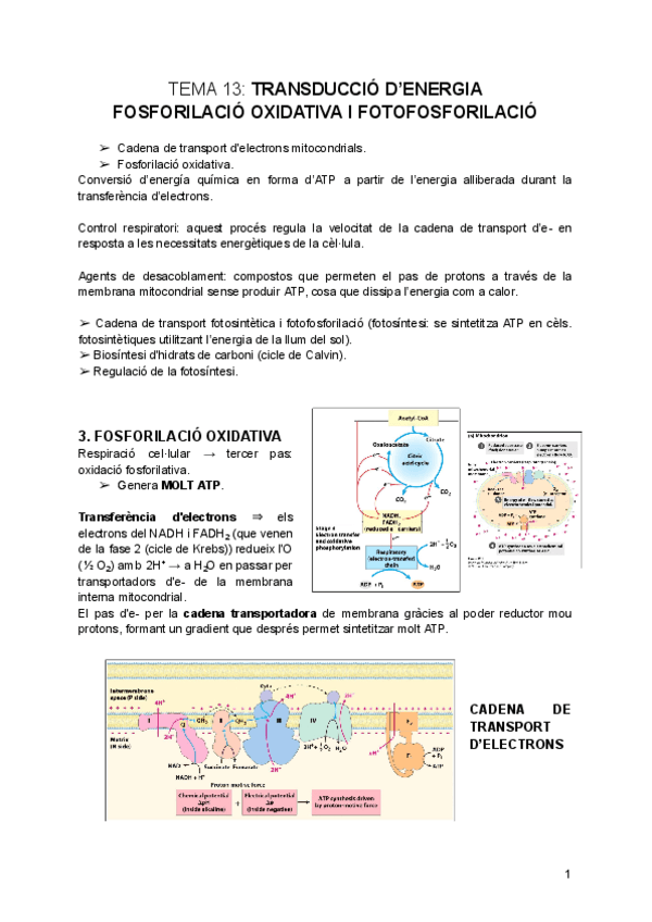 tema-13-Fosforilacio-oxidativa-i-fotofosforilacio.pdf