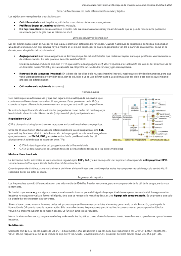 Tema-16.-Mantenimiento-de-la-diferenciacion-celular-y-tejidos.pdf