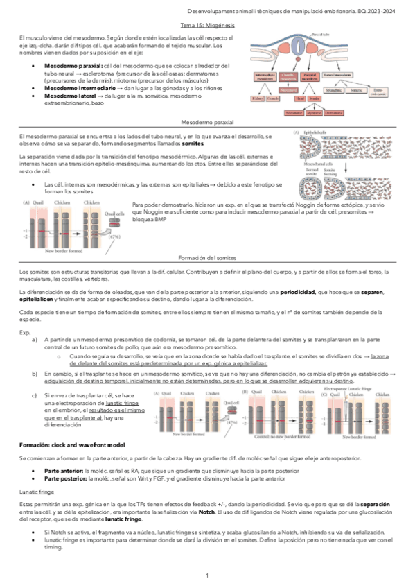 Tema-15.-Miogenesis.pdf