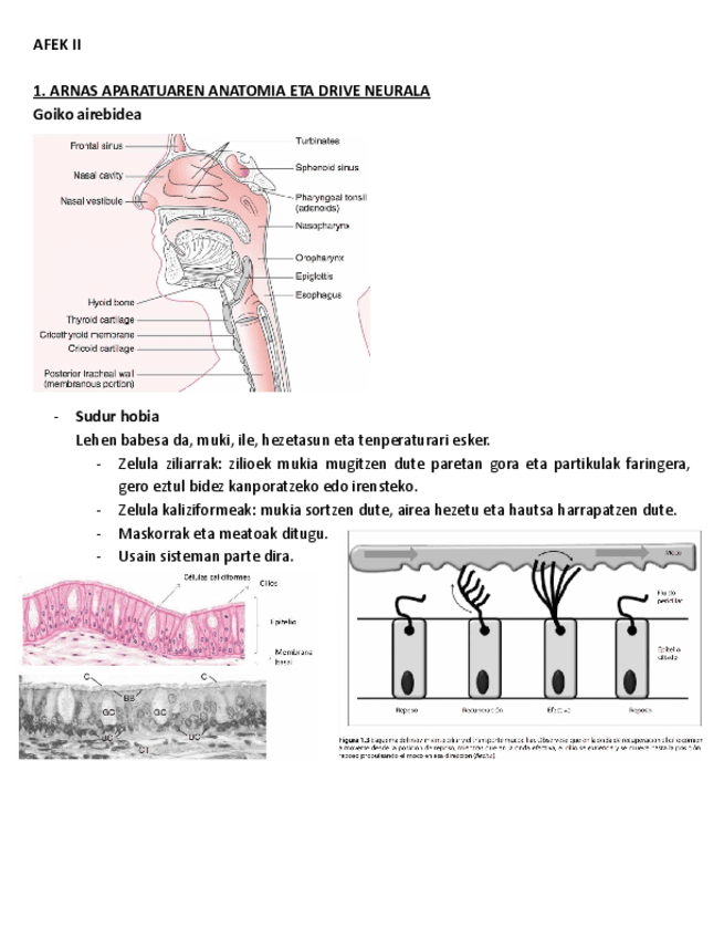 1.-ARNAS-APARATUAREN-ANATOMIA.pdf
