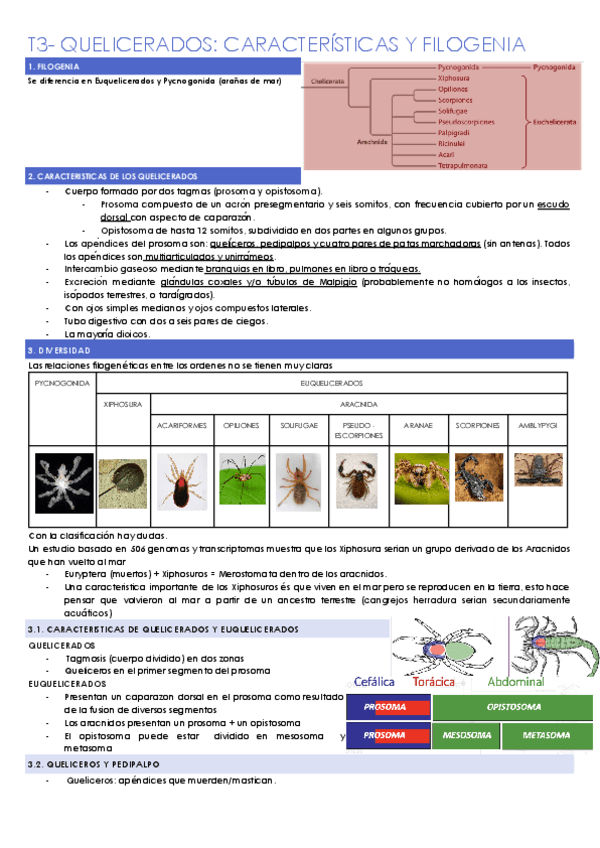 T3-QUELICERADOS-CARACTERISTICAS-Y-FILOGENIA.docx.pdf