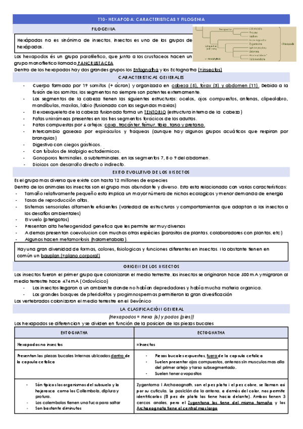 T10-HEXAPODA-CARACTERISTICAS-Y-FILOGENIA.docx.pdf
