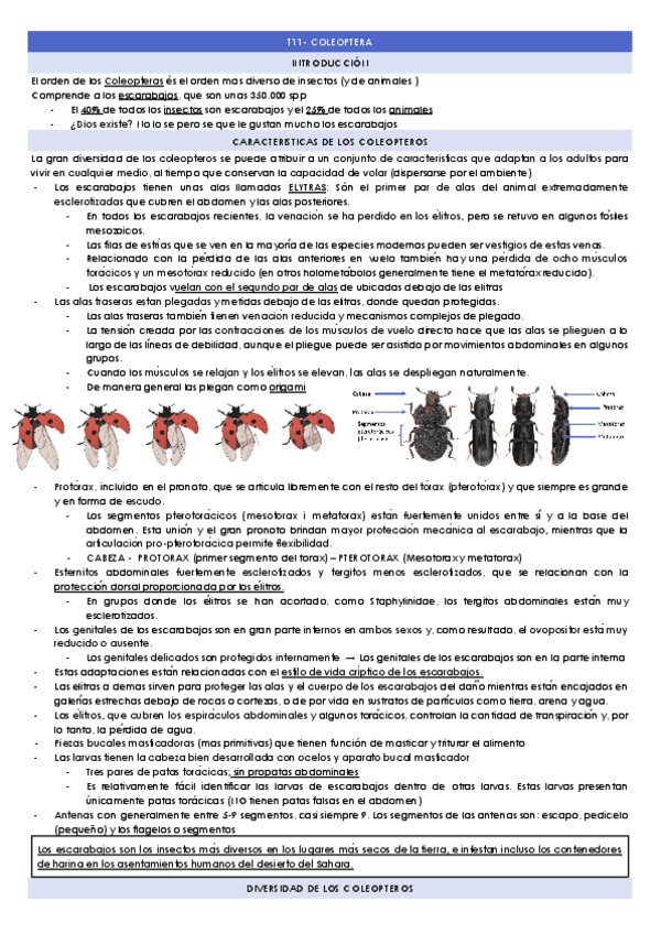 T11-ORDEN-COLEOPTERA.docx.pdf