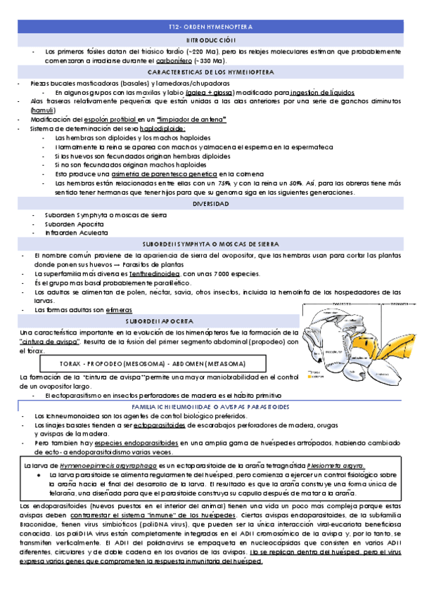 T12-ORDEN-HYMENOPTERA.docx.pdf