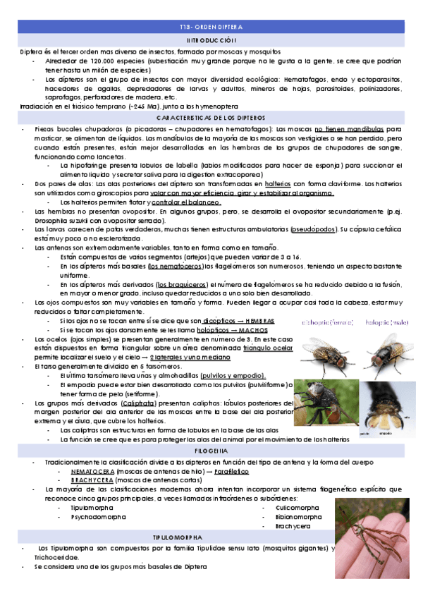 T13-ORDEN-DIPTERA.docx.pdf