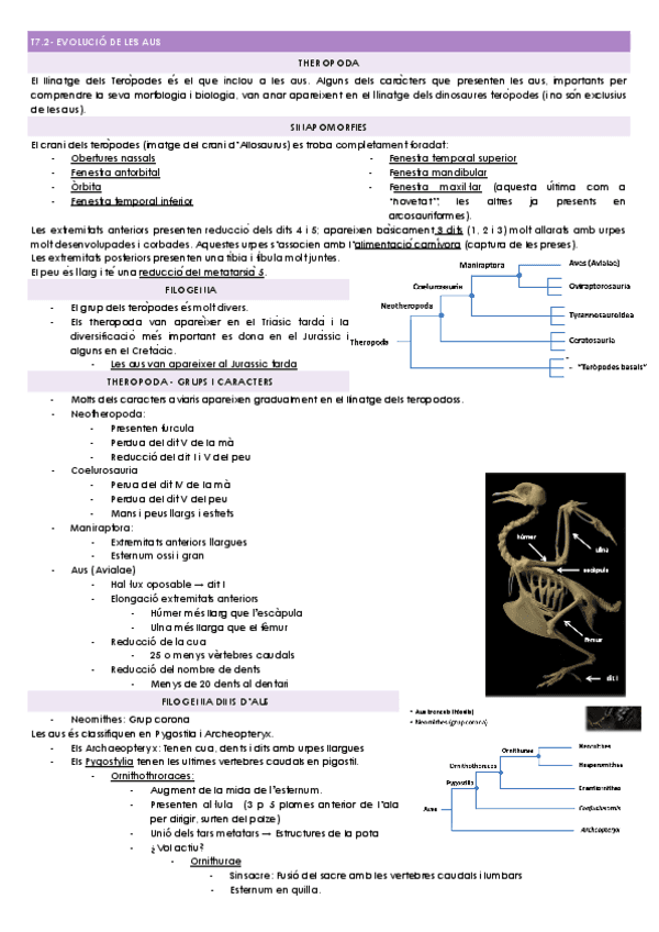 T7.2-EVOLUCIO-DE-LES-AUS.docx.pdf