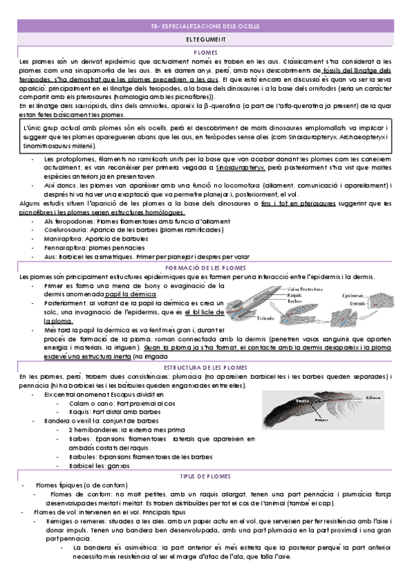 T8-ESPECIALITZACIONS-DELS-OCELLS.docx.pdf