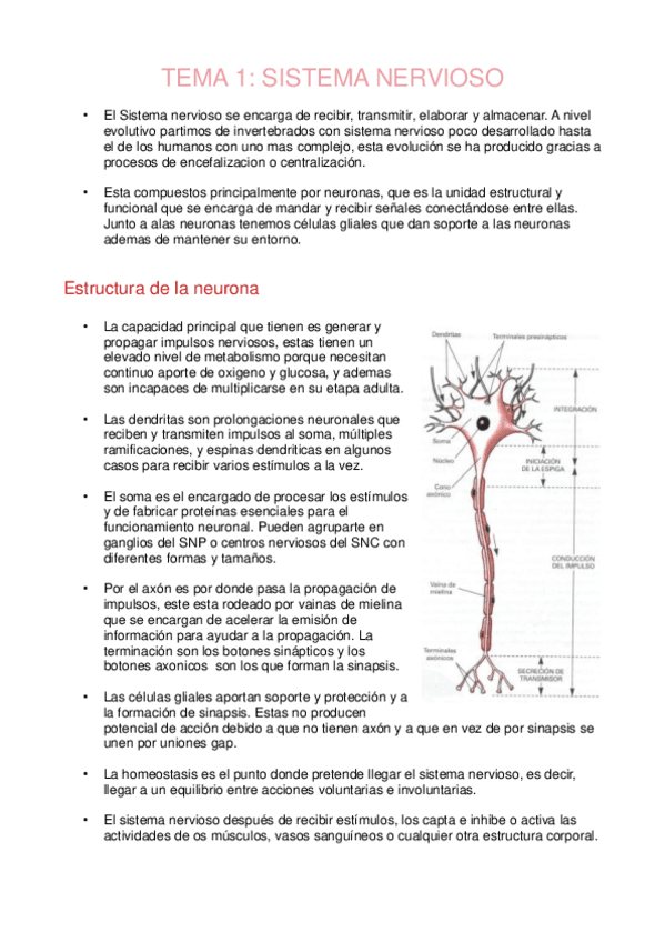 Tema1Sistema-nervioso.pdf
