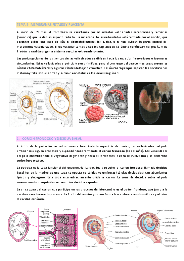 TEMA-5-EMBRIOLOGIA.pdf