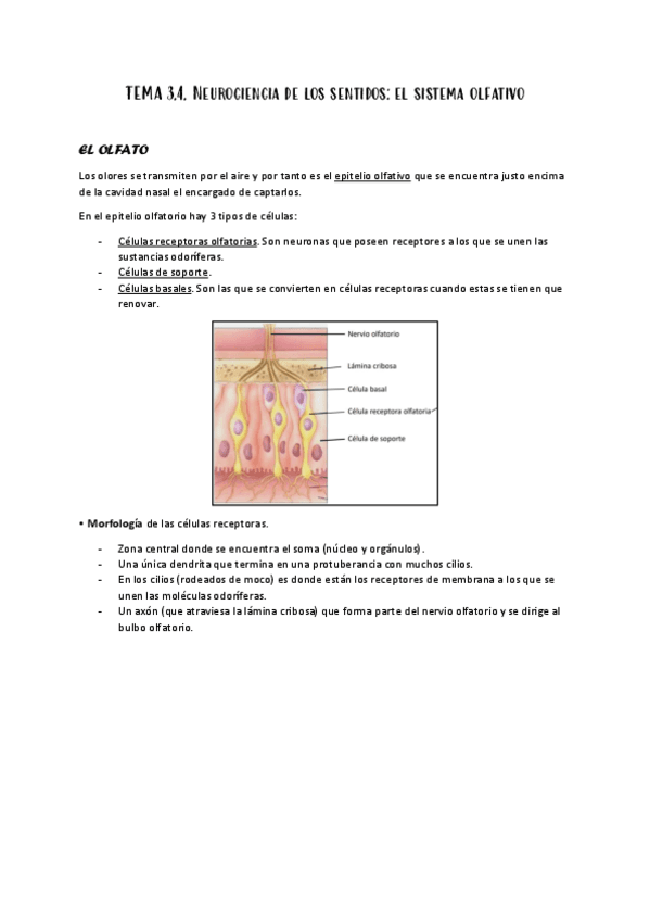 3.4-NEUROCIENCIA-DE-LOS-SENTIDOS-EL-SISTEMA-OLFATIVO.pdf