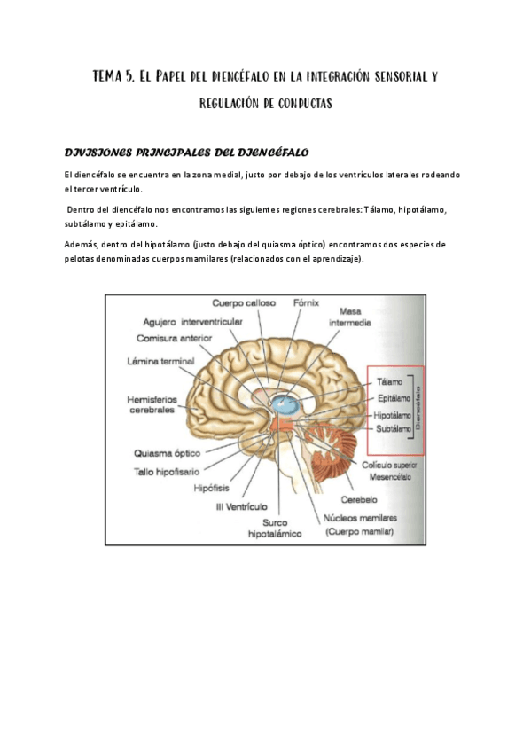 5.-DIENCEFALO.pdf