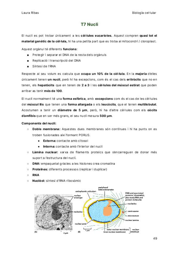 T7-Nucli.pdf