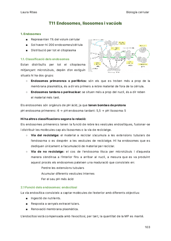 T11-Endosomes-lisosomes-i-vacuols.pdf