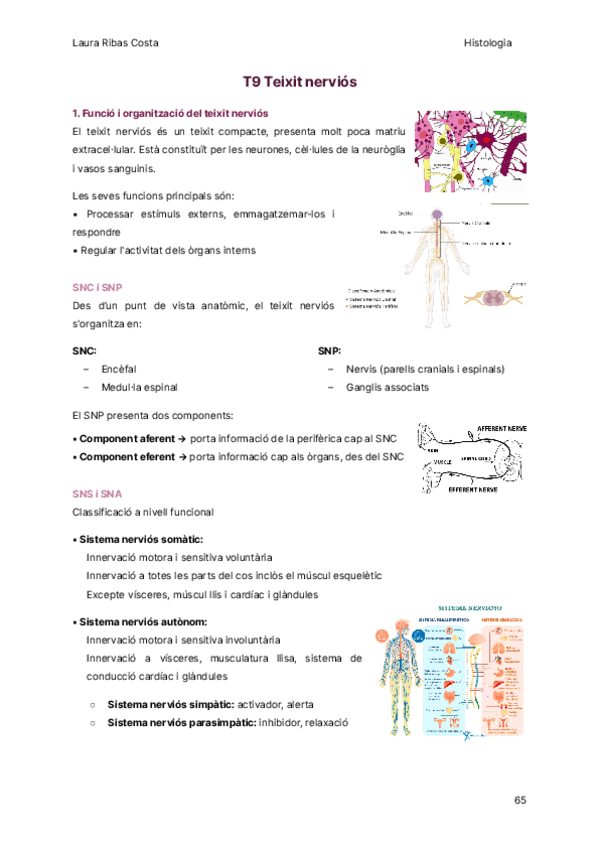 T9-Teixit-nervios.pdf