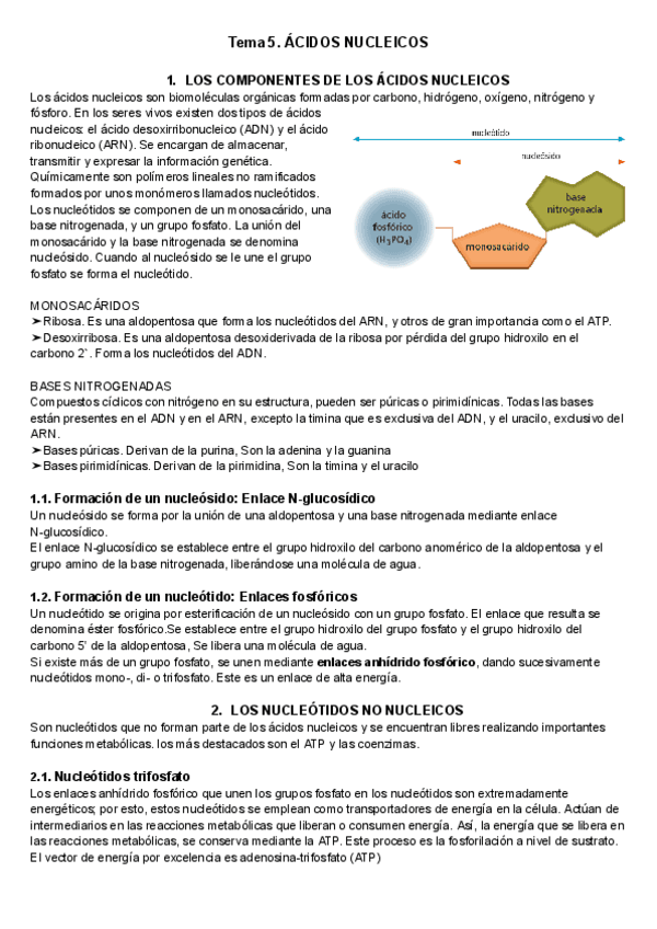 4.-Acidos-nucleicos.pdf