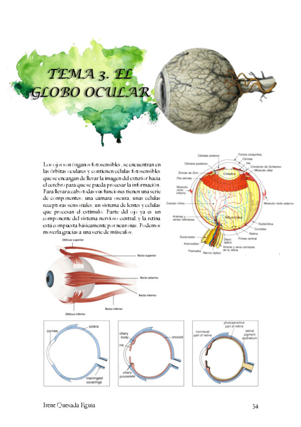 Histologia-globo-ocular.pdf