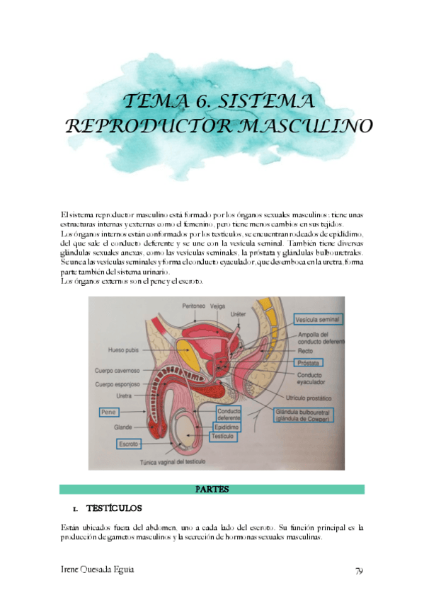 Histologia-sistema-reproductor-masculino.pdf