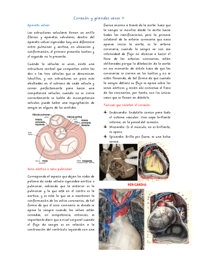 Corazon-y-grandes-vasos-II.pdf