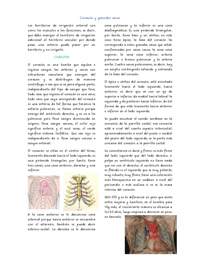 Corazon-y-grandes-vasos.pdf