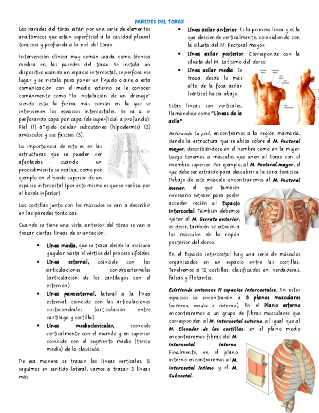 Paredes-del-torax.pdf