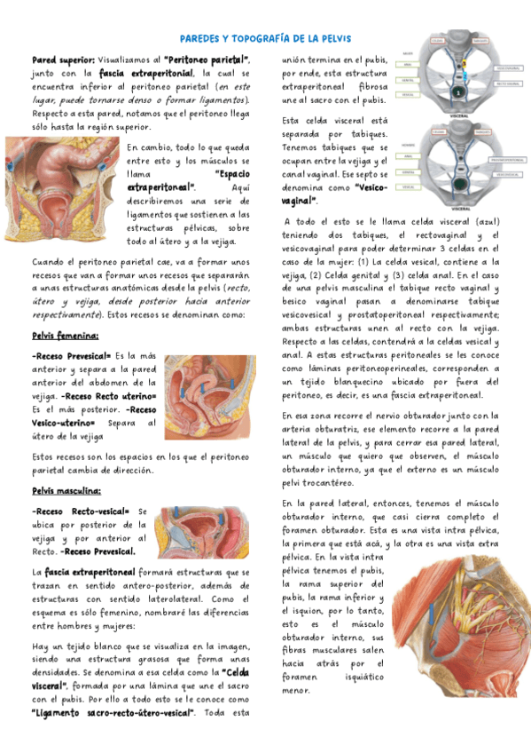 Paredes-y-topgrafia-de-la-pelvis-imprimir.pdf