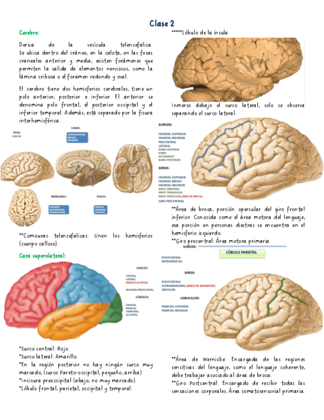 Cerebro.pdf