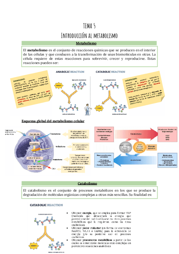 TEMA-5-Introduccion-al-metabolismo.pdf