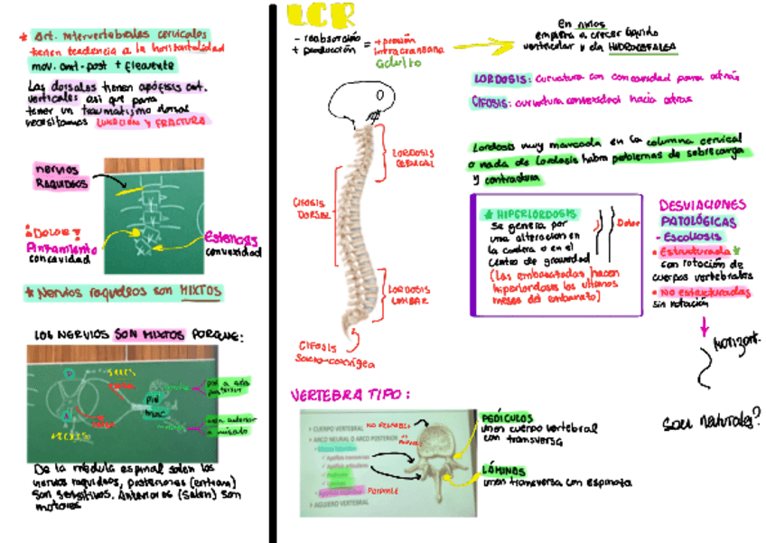 S1-Columna-Vertebral.pdf