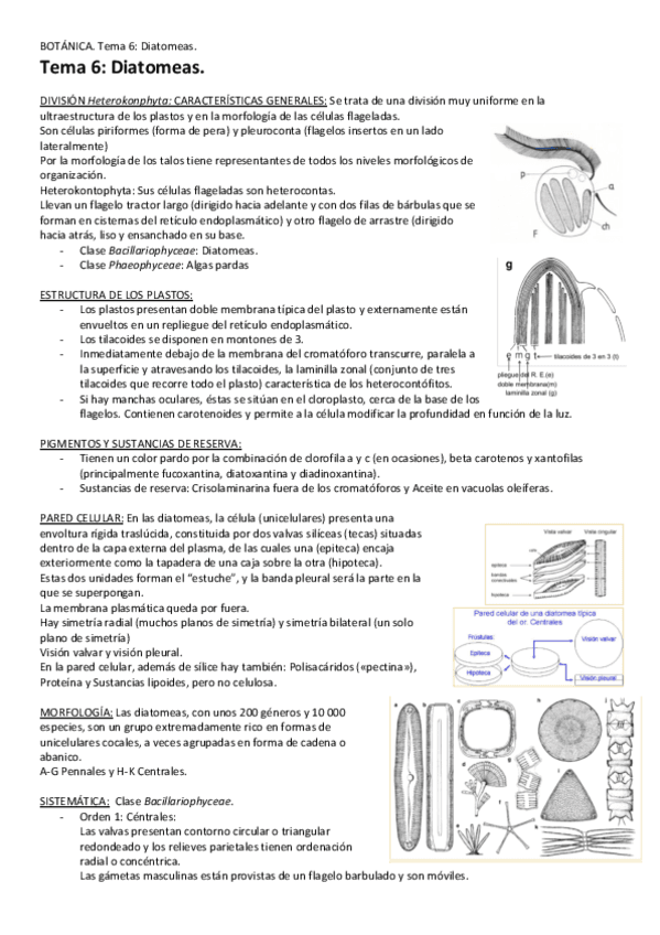 Tema-6-Diatomeas.pdf
