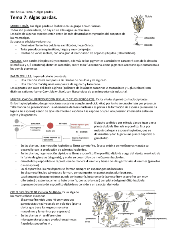 Tema-7-Algas-pardas.pdf