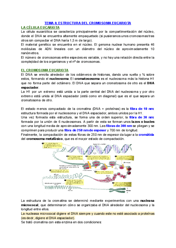 TEMA-4-ESTRUCTURA-DEL-CROMOSOMA-EUCARIOTA.pdf