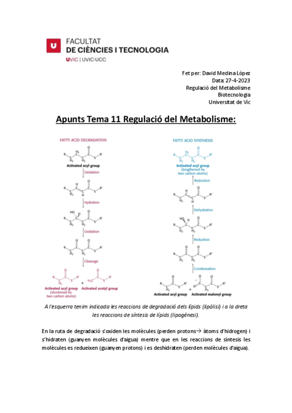 Apunts-tema-11-metabolisme-UVic.pdf