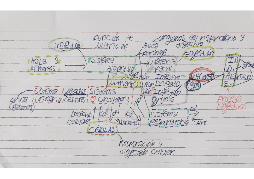 Naturales-funcion-de-nutricion-La-sangre-Celulas.pdf